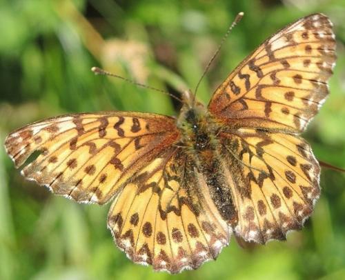 Boloria titania